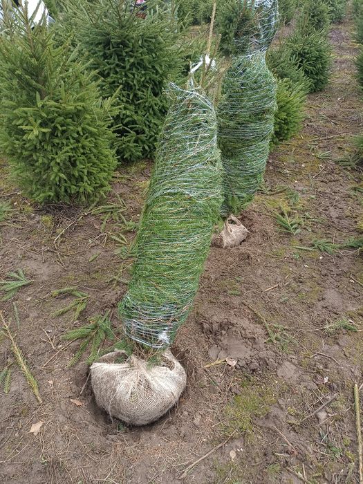 Świerk pospolity do ogrodu na żywopłot kopany nasadzenia transport