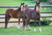 Kasima klacz welsh pony