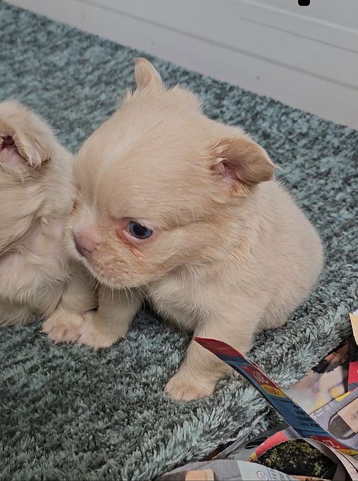 Bulldog Francês Fêmea Fluffy