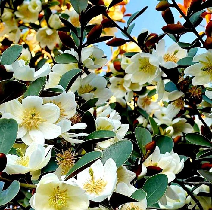 Magnolia wieczniezielona "Gail's Favourite", pachnąca!