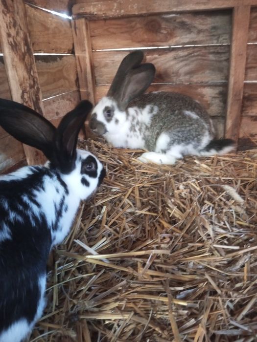 Króliki do dalszego chowu