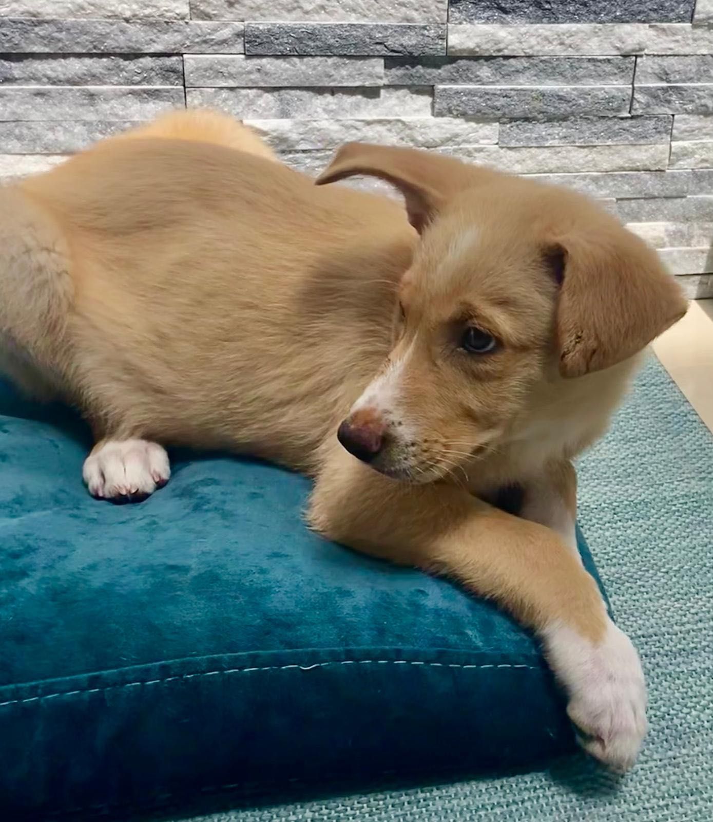 Cachorro para adoção RESPONSÁVEL