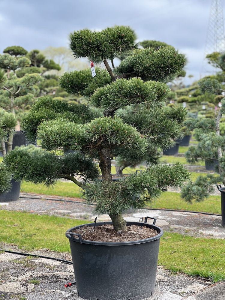 Bonsai sosna Pinus mugo Gnom duże drzewa BONSAI PARK