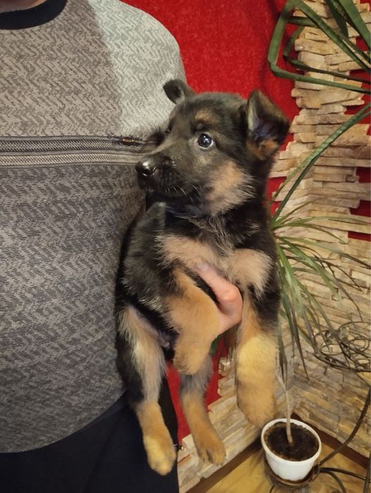 Продам цуценят Німецької вівчарки