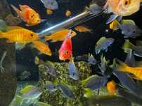 Pyszczaki yellow, acei, fire fish, mara rocks,hongi