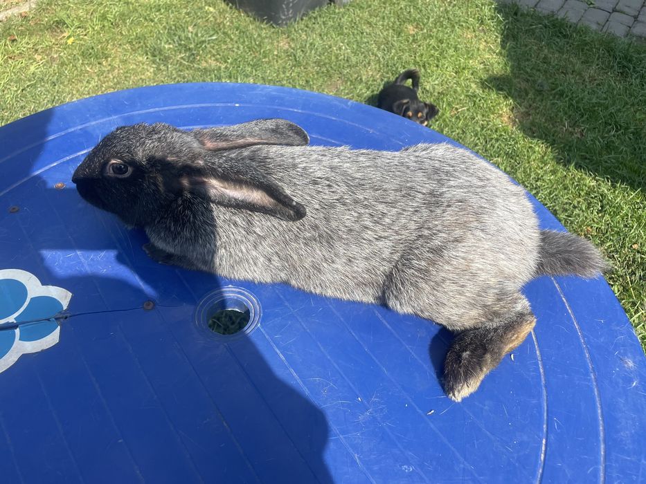 Кролиця з кролятами полтавське срібло