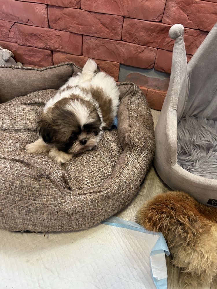 Shih Tzu z rodowodem
