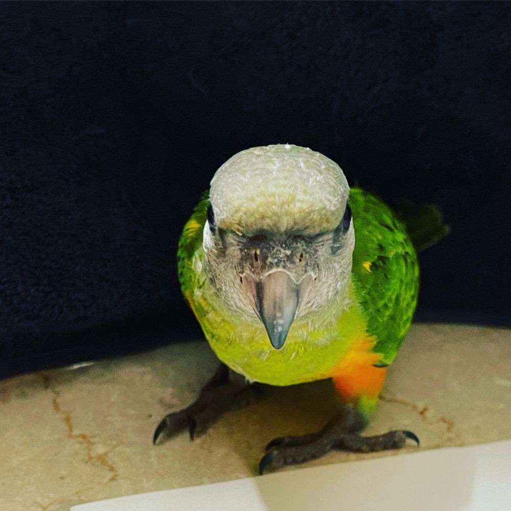 Сенегальский попугай