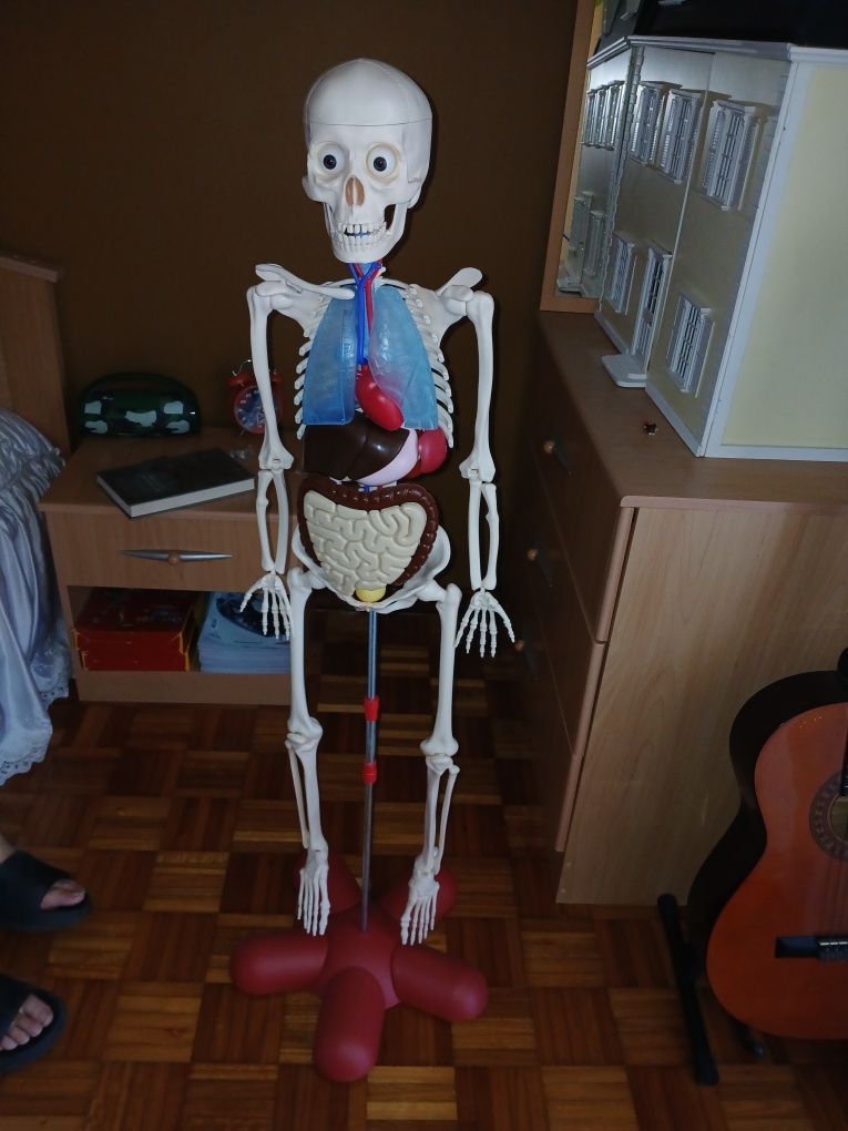 Corpo Humano Junior