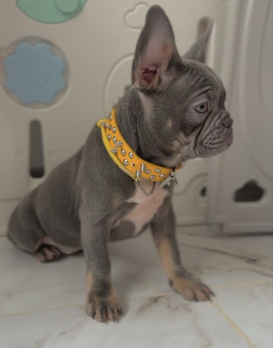 Бульдожкі французькі у ліловому  забарвленні