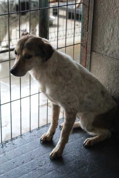 277244 Lara tylko świadoma i odpowiedzialna adopcja.