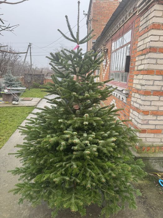 Ялинка жива новорічна наявності