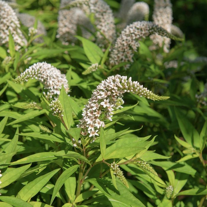 Tojeść 'Snow Candles' (Lysimachia hybrid) Doniczka 2.0L