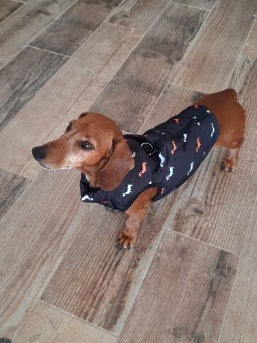 Roupa para cão pequeno