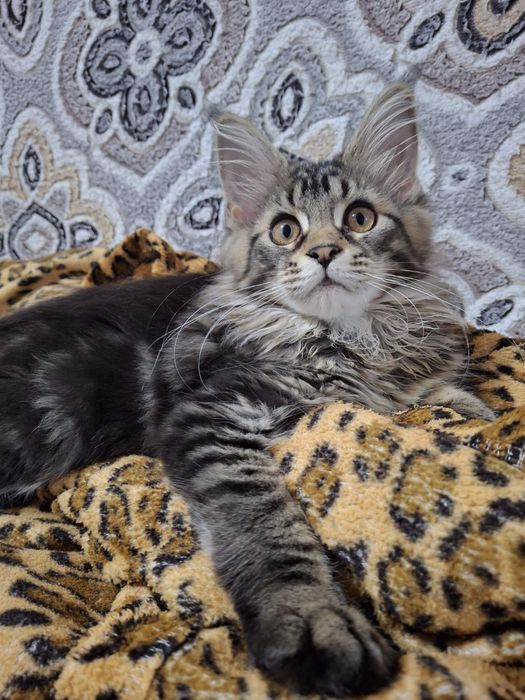 Миленькая девочка Мейн-Кун N22