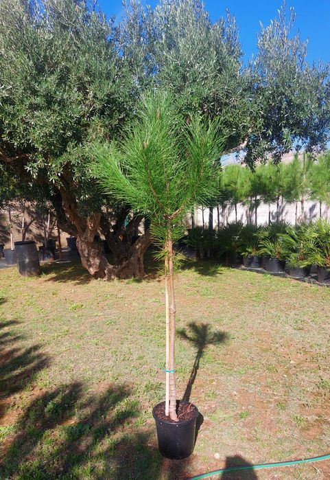 Pinheiros mansos 1.50/1.70