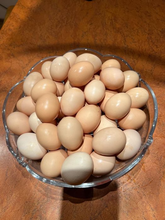 Jajka jaja wiejskie od swoich kur wolny wybieg