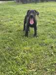 Dog niemiecki piesek czarny