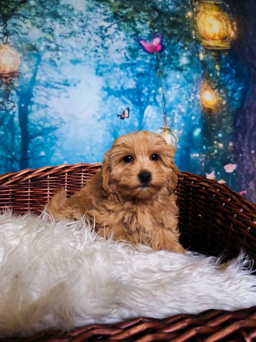 Niepowtarzalna suczka Maltipoo XS badania genetyczne Rodowód wyprawka