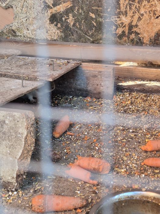 Oddam za darmo świnki morskie