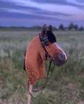 Hobby horse gniady