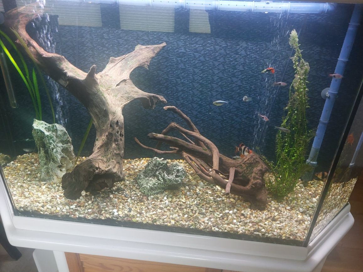 akwarium 250L z szawką