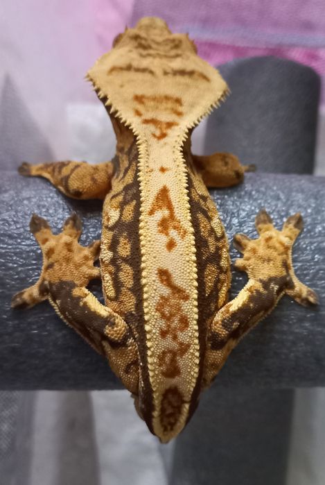 Gekon orzesiony SAMIEC brak ogona