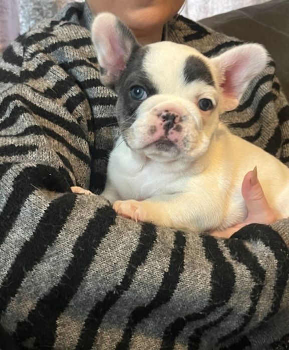 Buldog Francuski Suczka