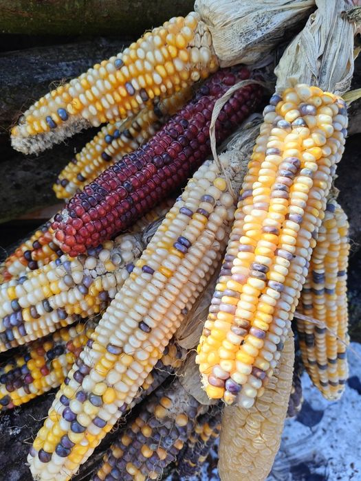 Декоративна кукурудза різних сортів