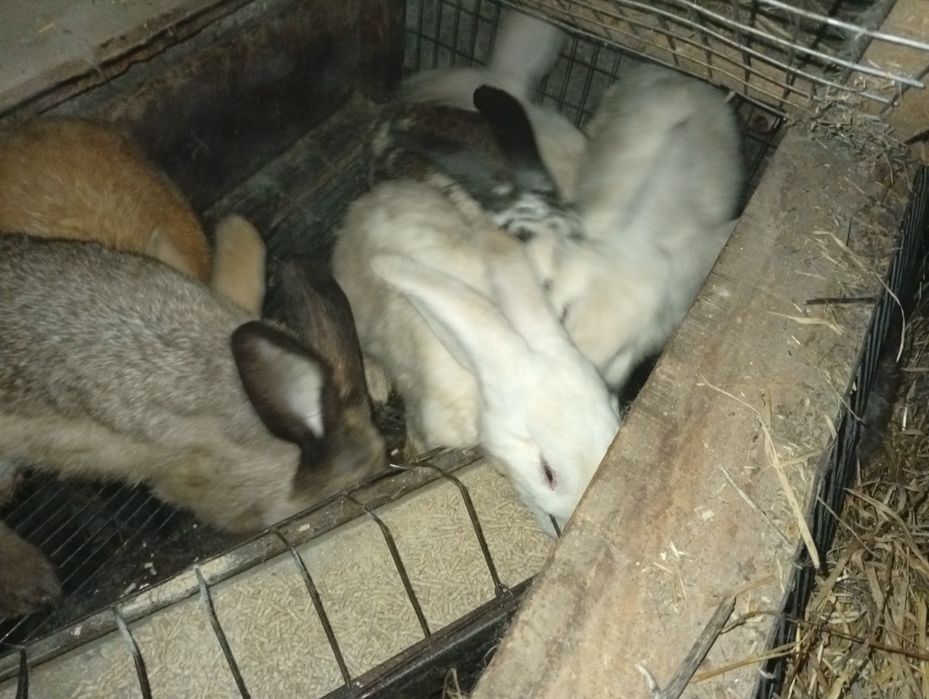 Coelhos raça borboleta