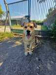 Ryan spokojny pies w typie labka ADOPCJA