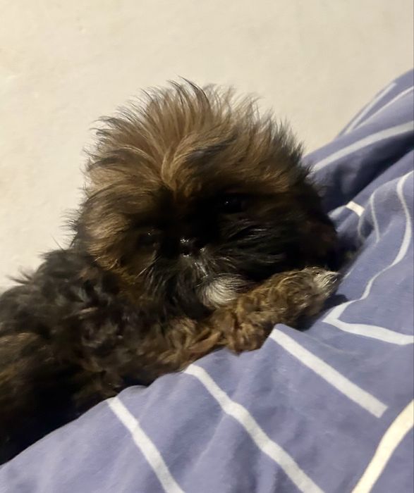 Suczka dziewczynka Shih tzu