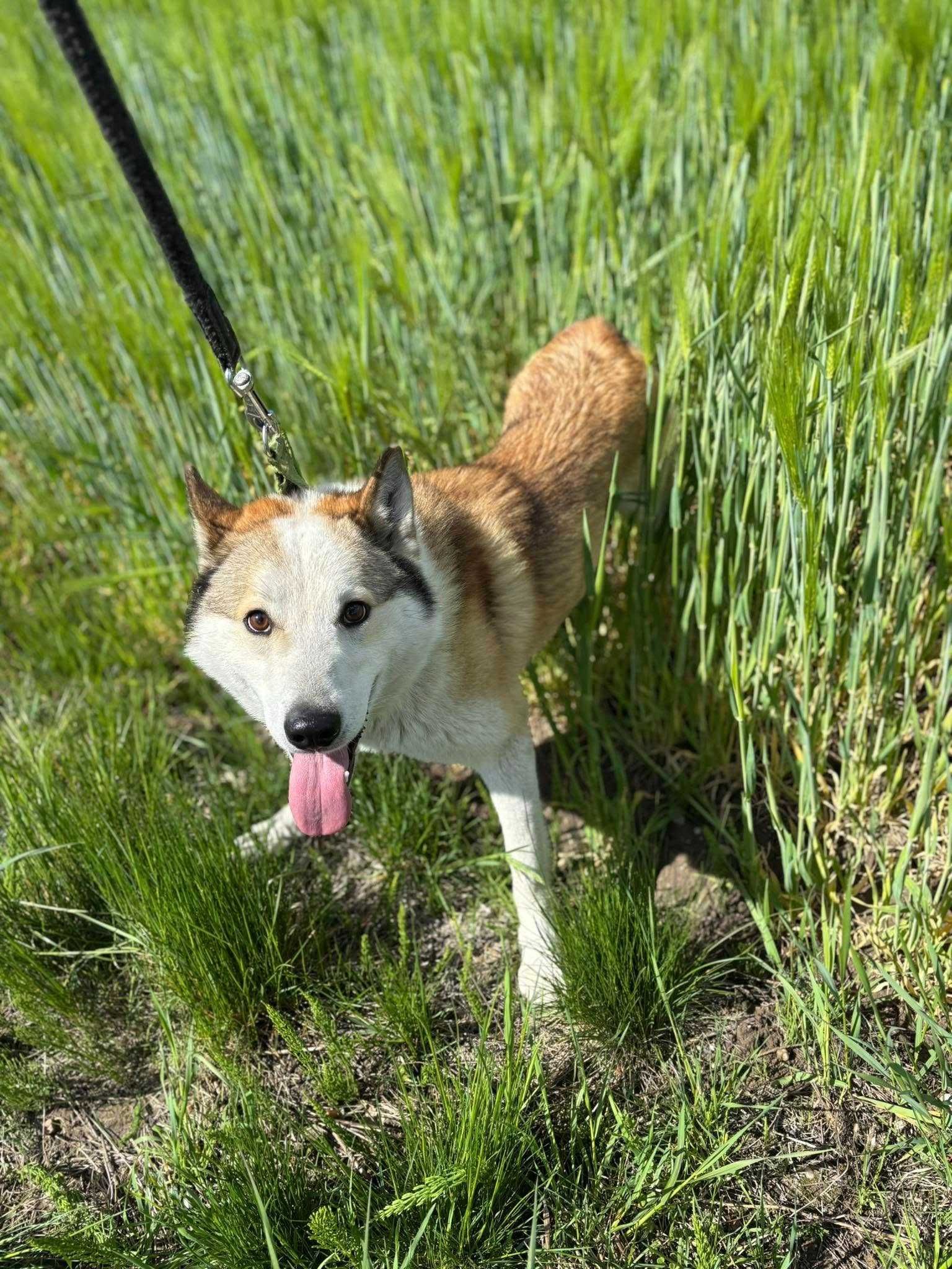 Północniak Turkus do adopcji