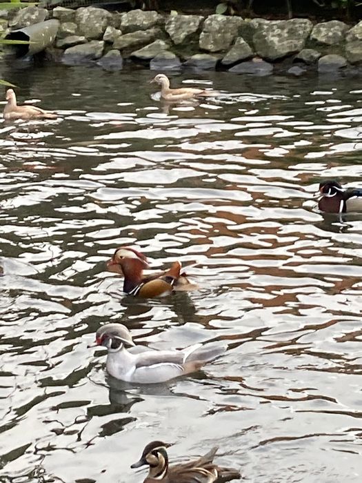Patos ,pavões  azul, novos ,perdizes Califórnia