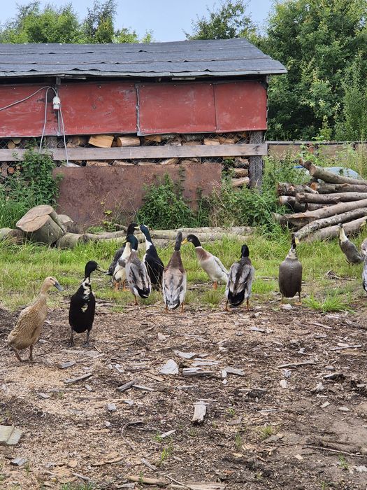 Kaczory biegusy indyjskie