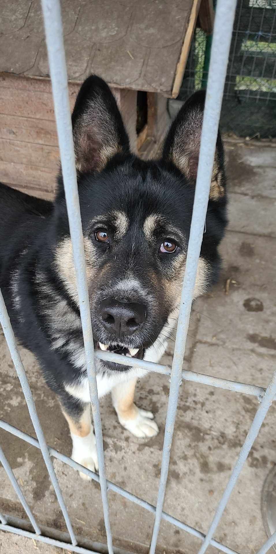 Aslan w typie akity amerykańskiej