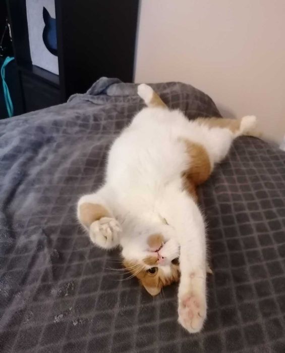 Zaginął rudo-biały kot/kocur z plamką w Krakowie