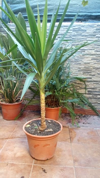 Vendo Yucca em vaso