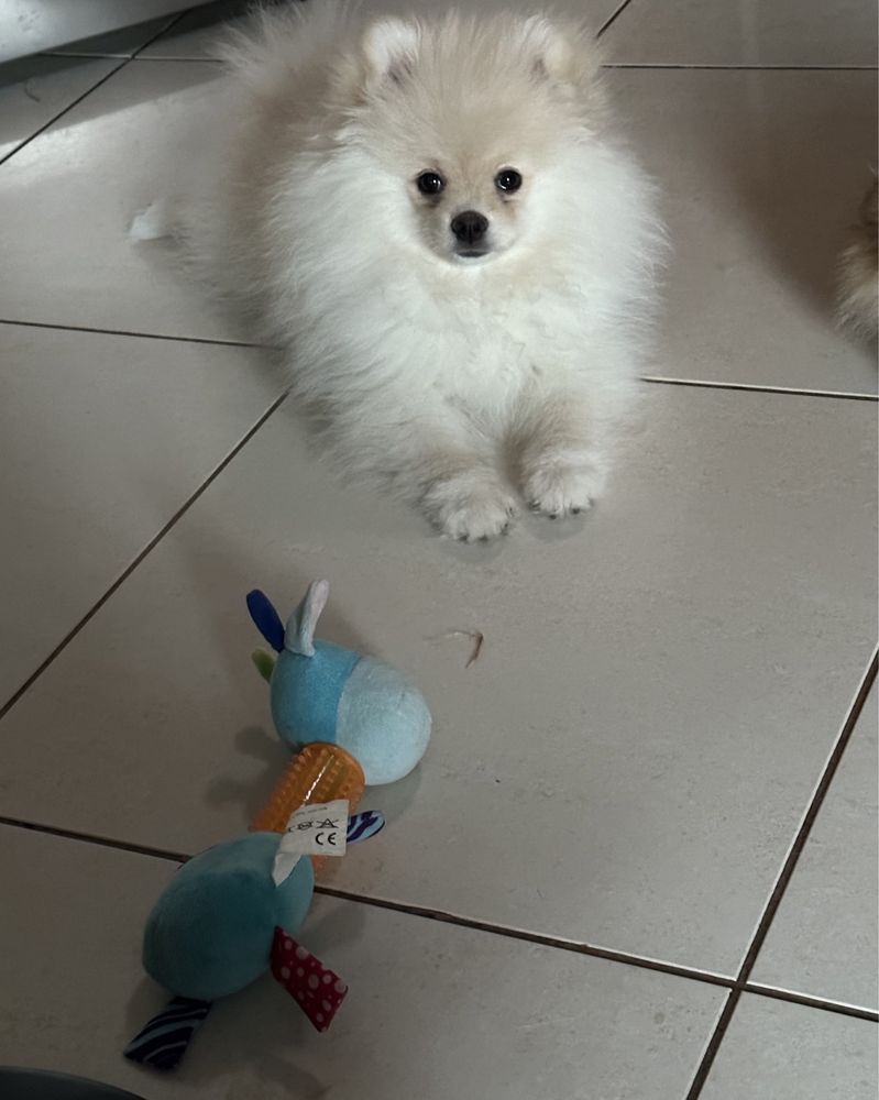 Szpic miniaturowy Pomeranian FCI