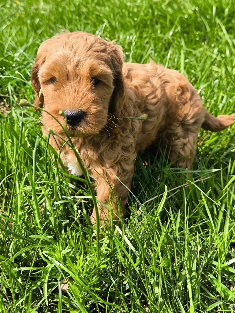 Cockapoo F1 Śliczny chłopak - BADANIA