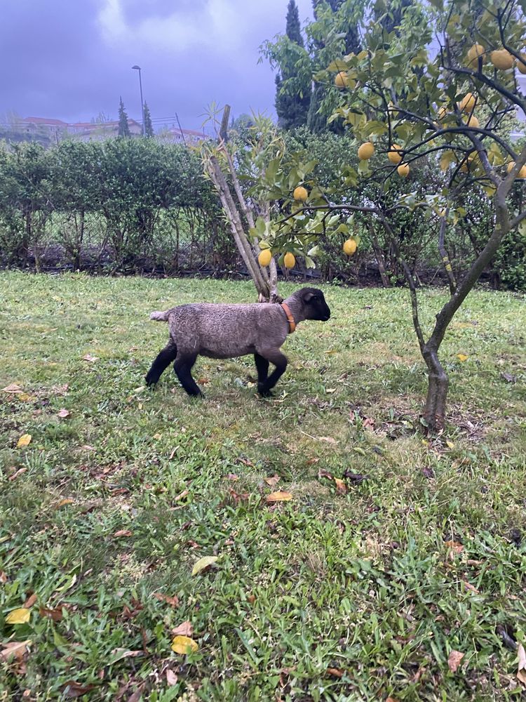 Ovelhas sulfok ovelha e borrego