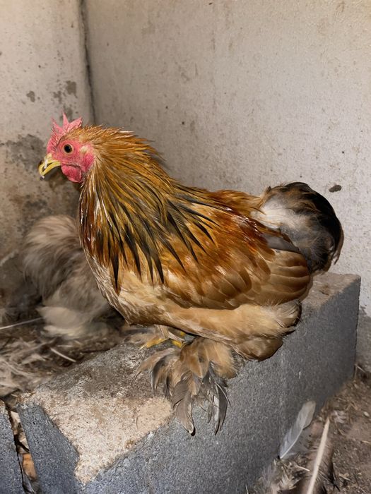 Galos pekins adultos várias cores
