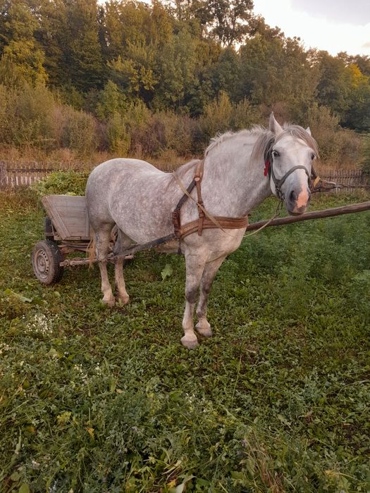 Продам кобилу, 6 років