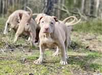 American Pitbull Terrier - suczka Cobra