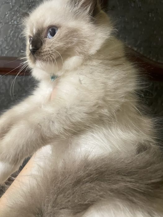 Koteczka Ragdoll Ragdolle cudna seal mitted