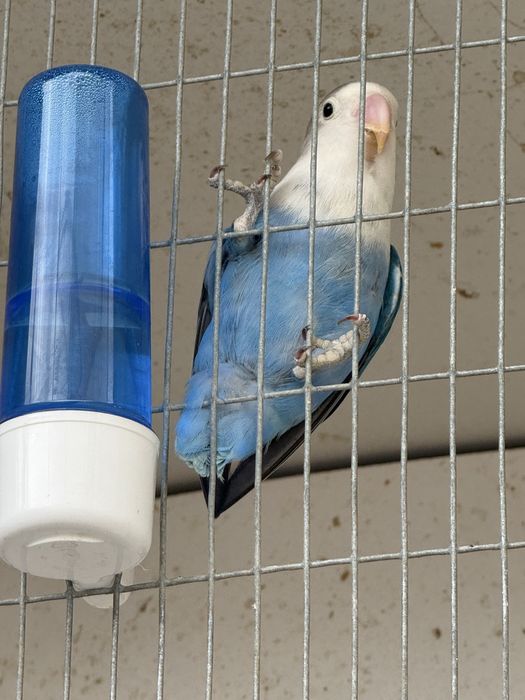 Agaporni fisher femea deste ano