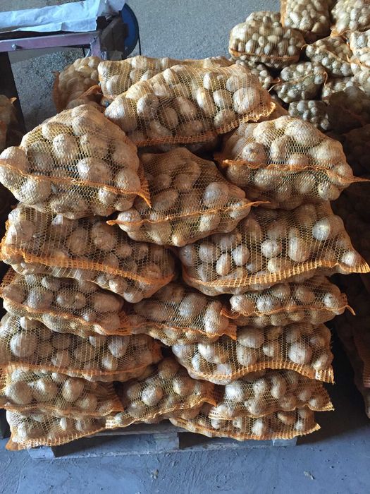 Ziemniaki żółte jadalne z jasnej ziemi. Soraya Lord, Denar Lilly Jurek