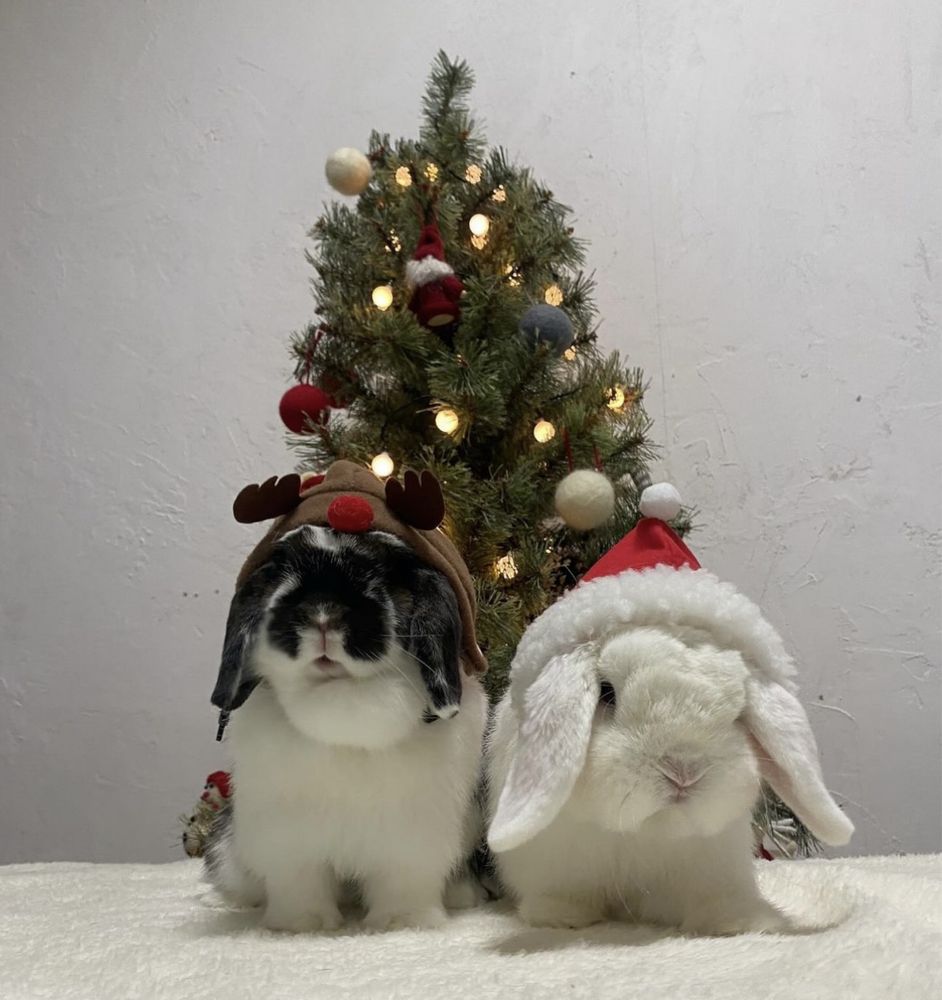 Святкові різдвяні та новорічні кролики, ручні міні кролики