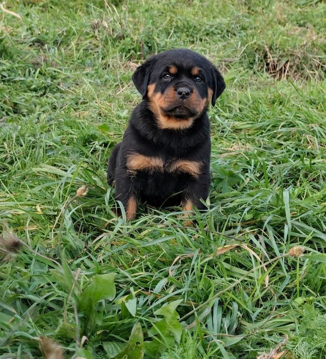Suczka rottweiler