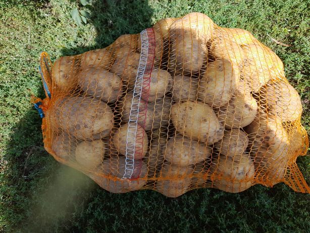 Ziemniaki  denar duże ziemniaki